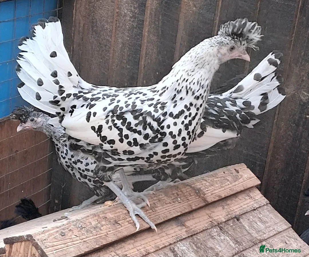Chickens poultry for sale: Appenzella large fowl all female  - Advert 1