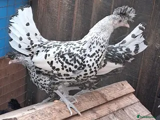 Chickens poultry Appenzella large fowl all female - Advert 1