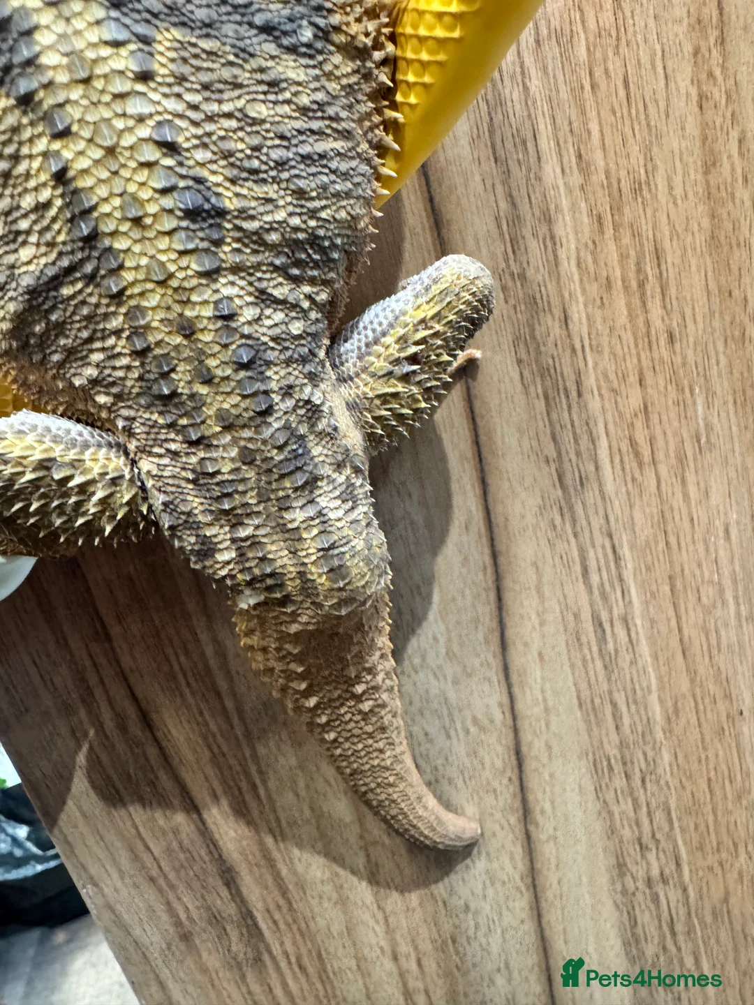 Bearded Dragon reptiles for sale: https://gofund.me/a7b816115 - Advert 12