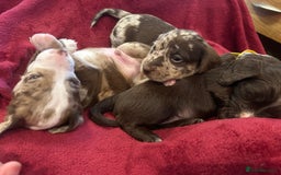 Mixed Breed dogs for sale: Dachshund puppies  - Image 15