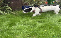 Mixed Breed dogs for adoption: 🐾 Meet Max – The Bat-Eared Gentleman! 🐾 - Image 2