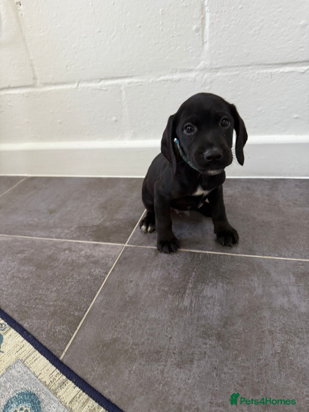 Mixed Breed dogs for sale: 6 beautiful jack russle cross cocker spaniels  - Image 33
