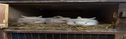 Lionhead rabbits for sale: 3x gorgeous fluffy lionhead bunnies ready to go  - Advert 2