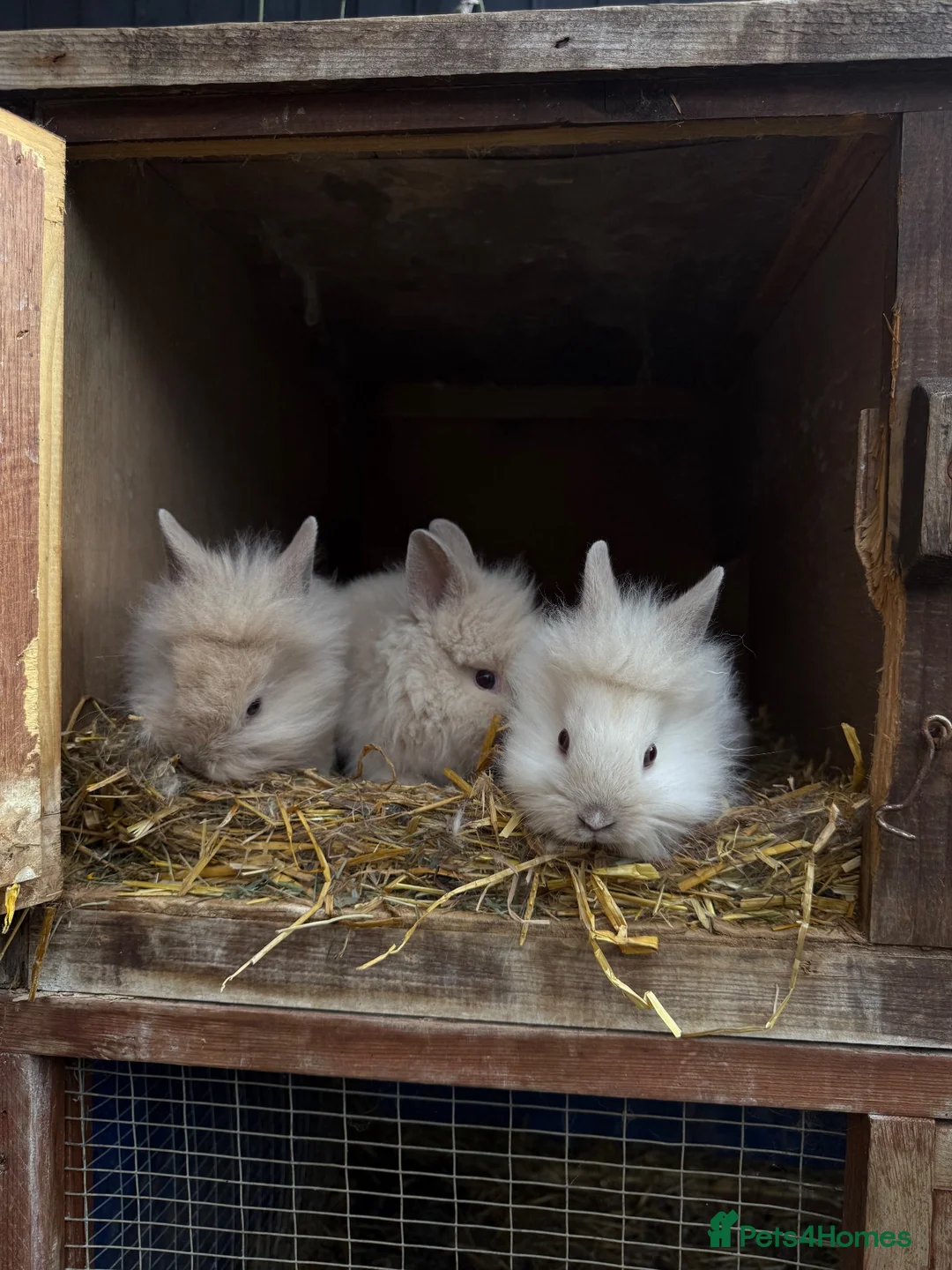 Lionhead rabbits for sale: 3x gorgeous fluffy lionhead bunnies ready to go  - Advert 2
