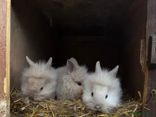 Lionhead rabbits 3x gorgeous fluffy lionhead bunnies ready to go - Advert 2