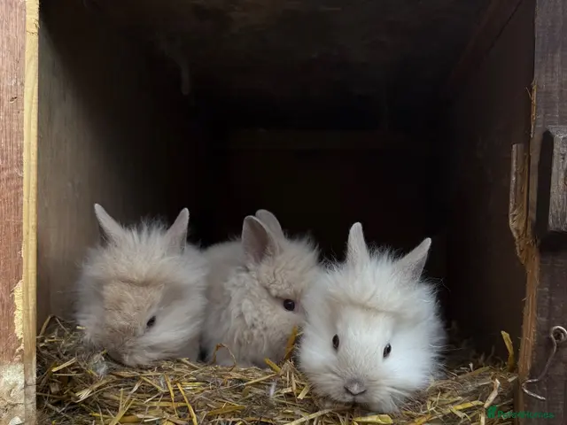Lionhead rabbits 3x gorgeous fluffy lionhead bunnies ready to go - Advert 2