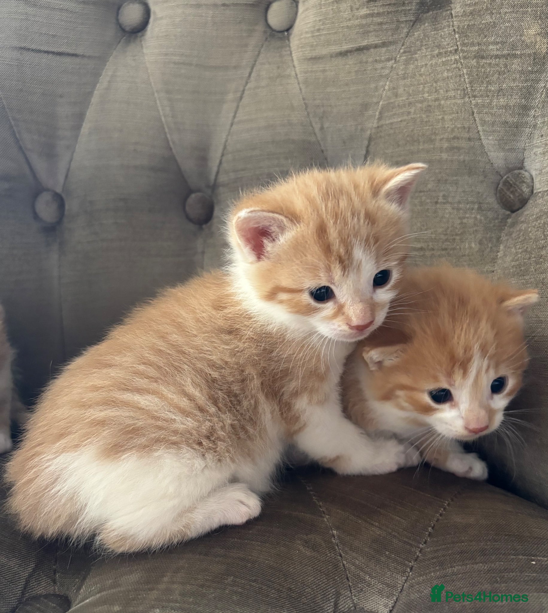 Mixed Breed cats Kittens 2girls 2boys left ginger/white ready today - Advert 1