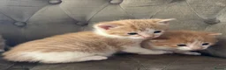 Mixed Breed cats for sale: Kittens 2girls 2boys left ginger/white ready today - Advert 1