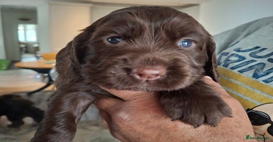 Mixed Breed dogs - Advert 1