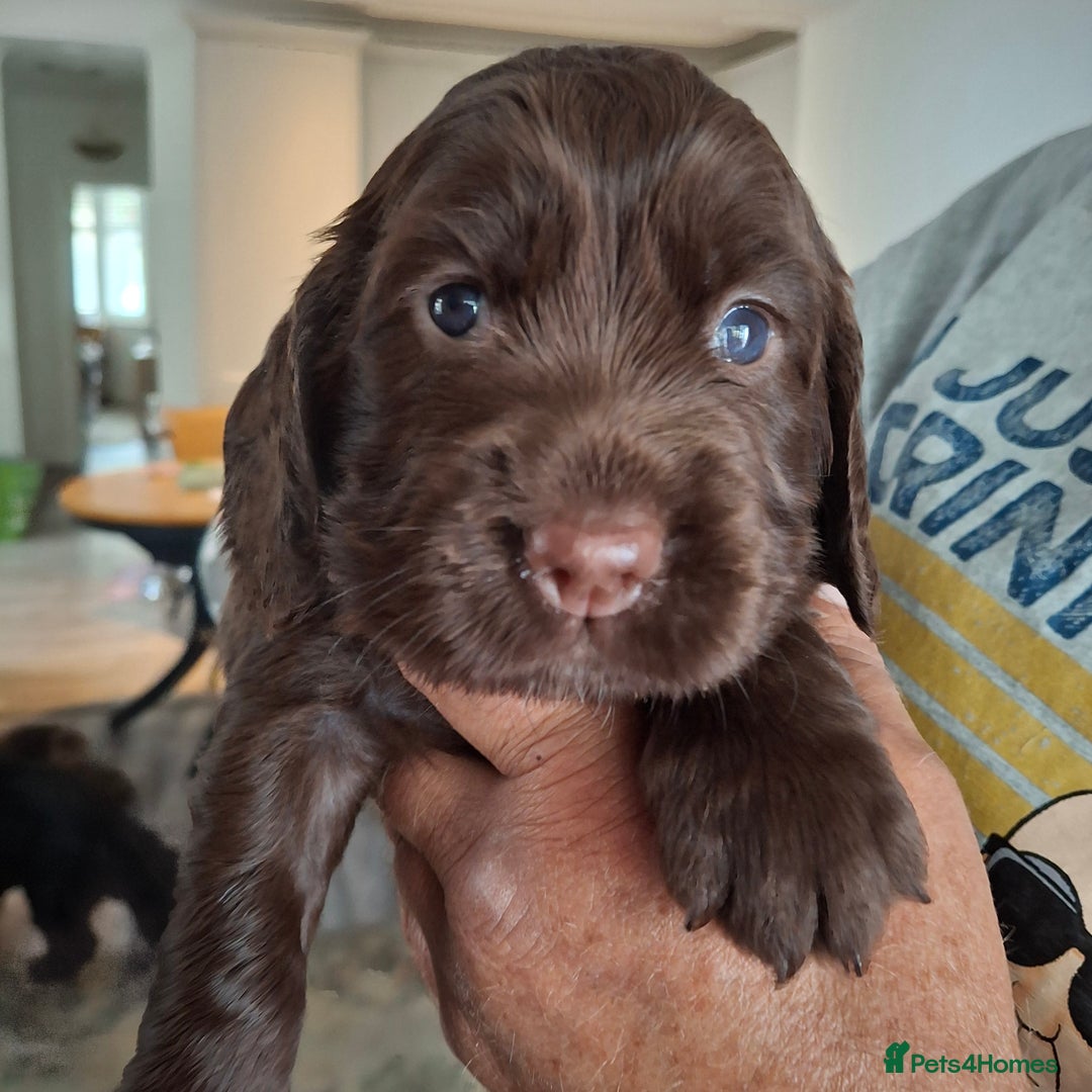 Mixed Breed dogs for sale:  Rare Little Glossy Chunks of Spaniel - Image 3