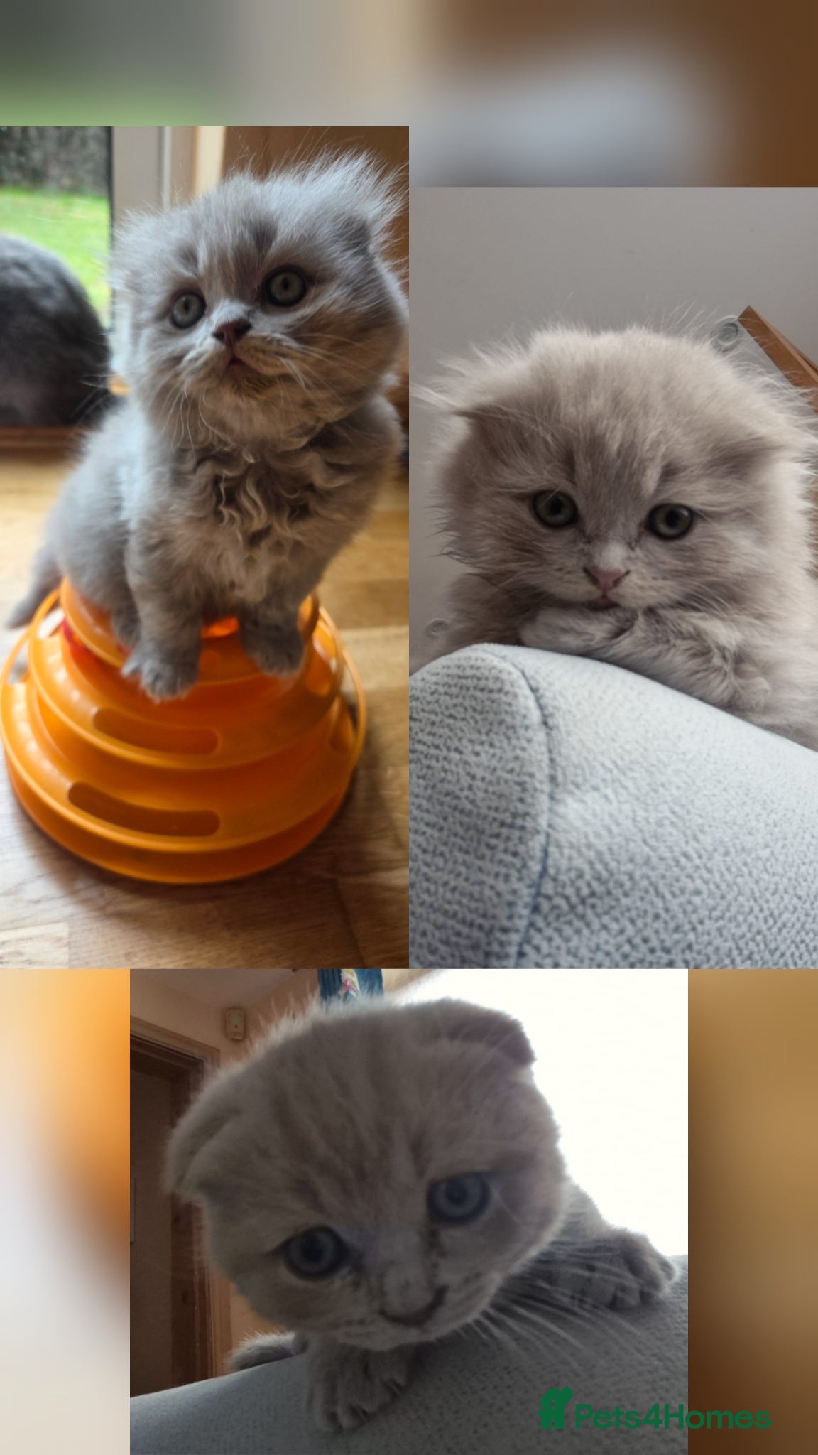British Longhair cats Kittens lilac, blue fluffy boys, Scottish fold  - Advert 6