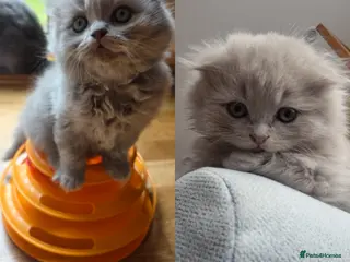 British Longhair cats Kittens lilac, blue fluffy boys, Scottish fold - Advert 6
