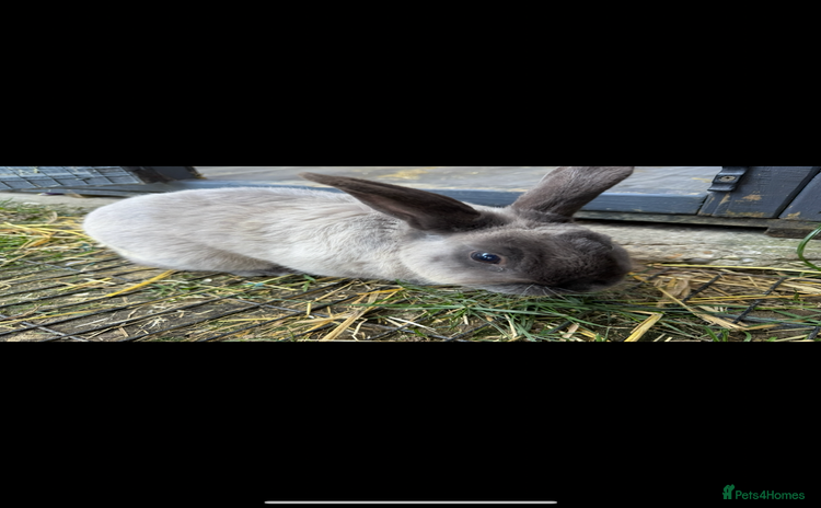 New Zealand rabbits - Advert 2