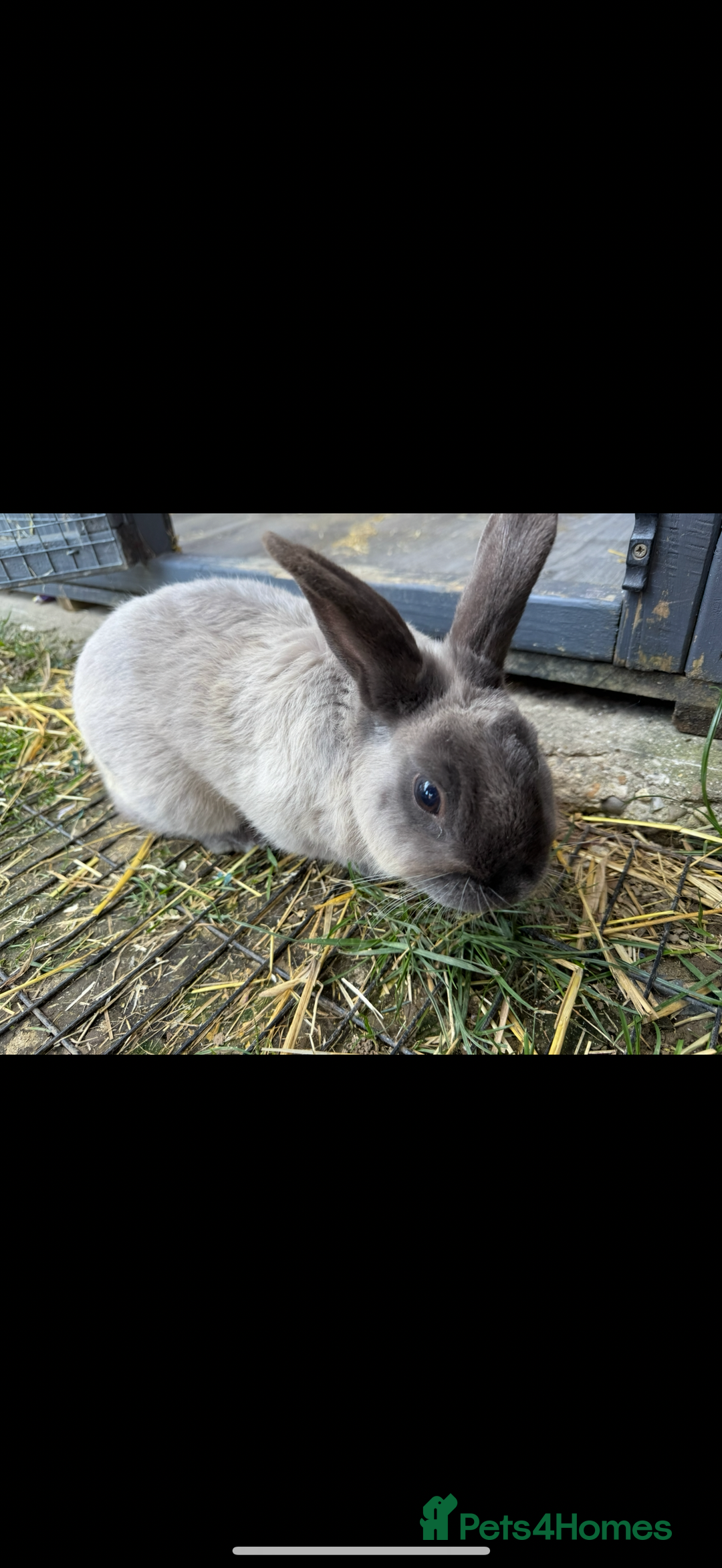 New Zealand rabbits for sale: Grey rabbit - Image 1