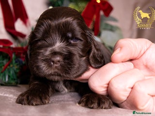 Cocker Spaniel dogs True To Type Show Cocker Spaniels - Advert 1