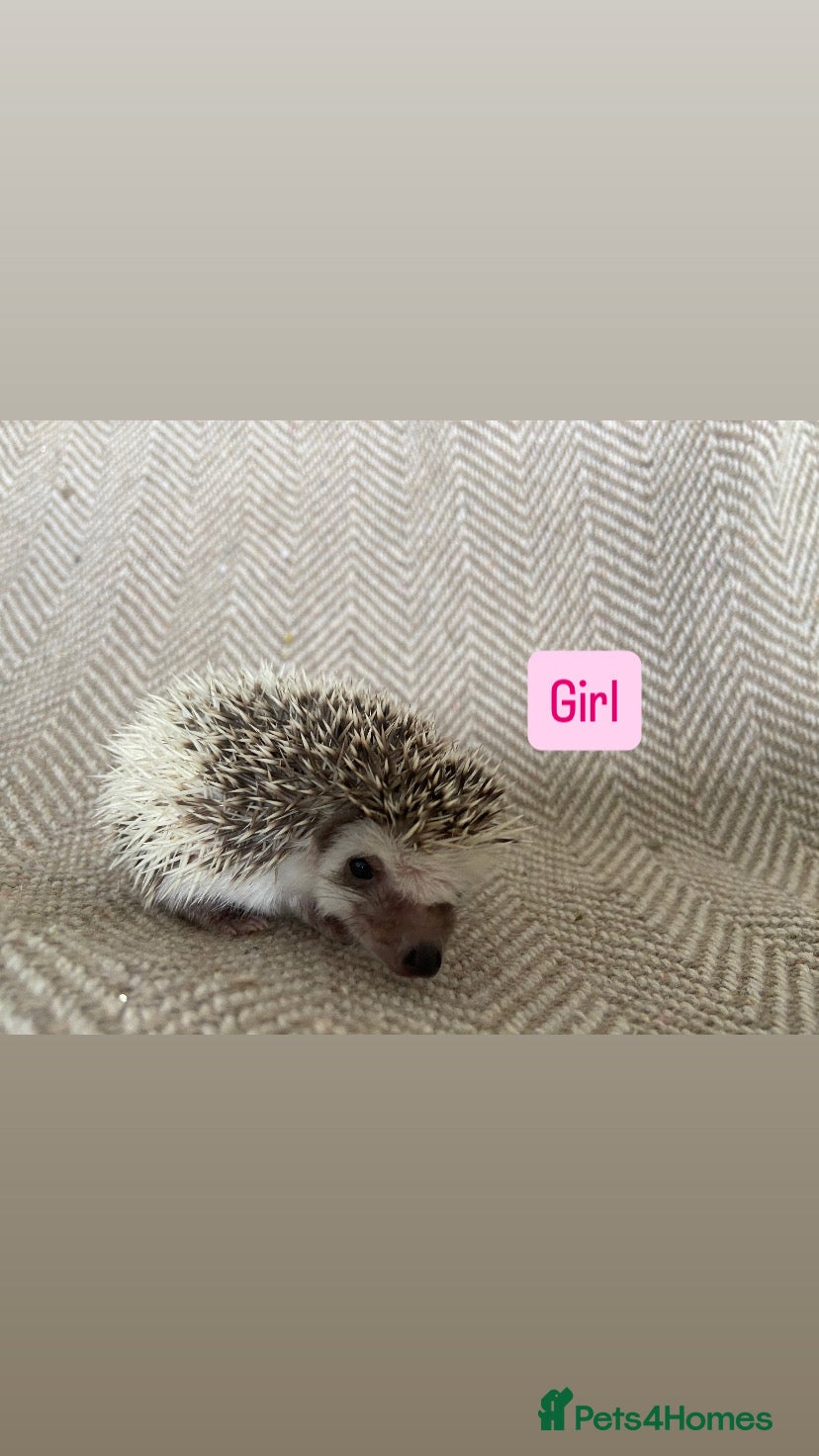 Pygmy Hedgehog rodents for sale: African Pygmy Hedgehogs  - Advert 1
