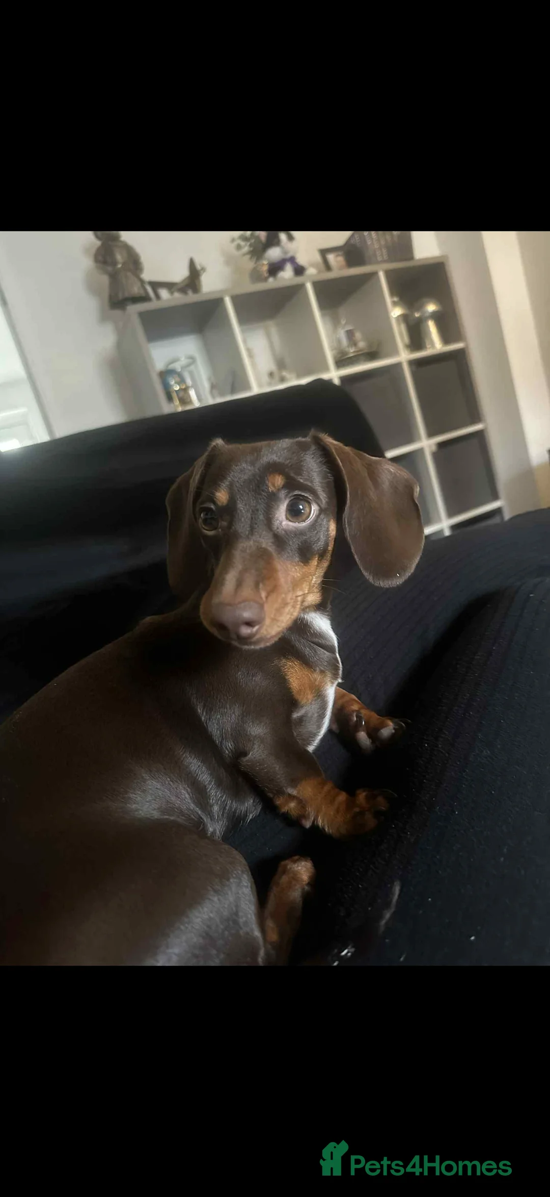 Miniature Dachshund dogs for sale: Mini dachshund chocolate and tan  - Advert 3