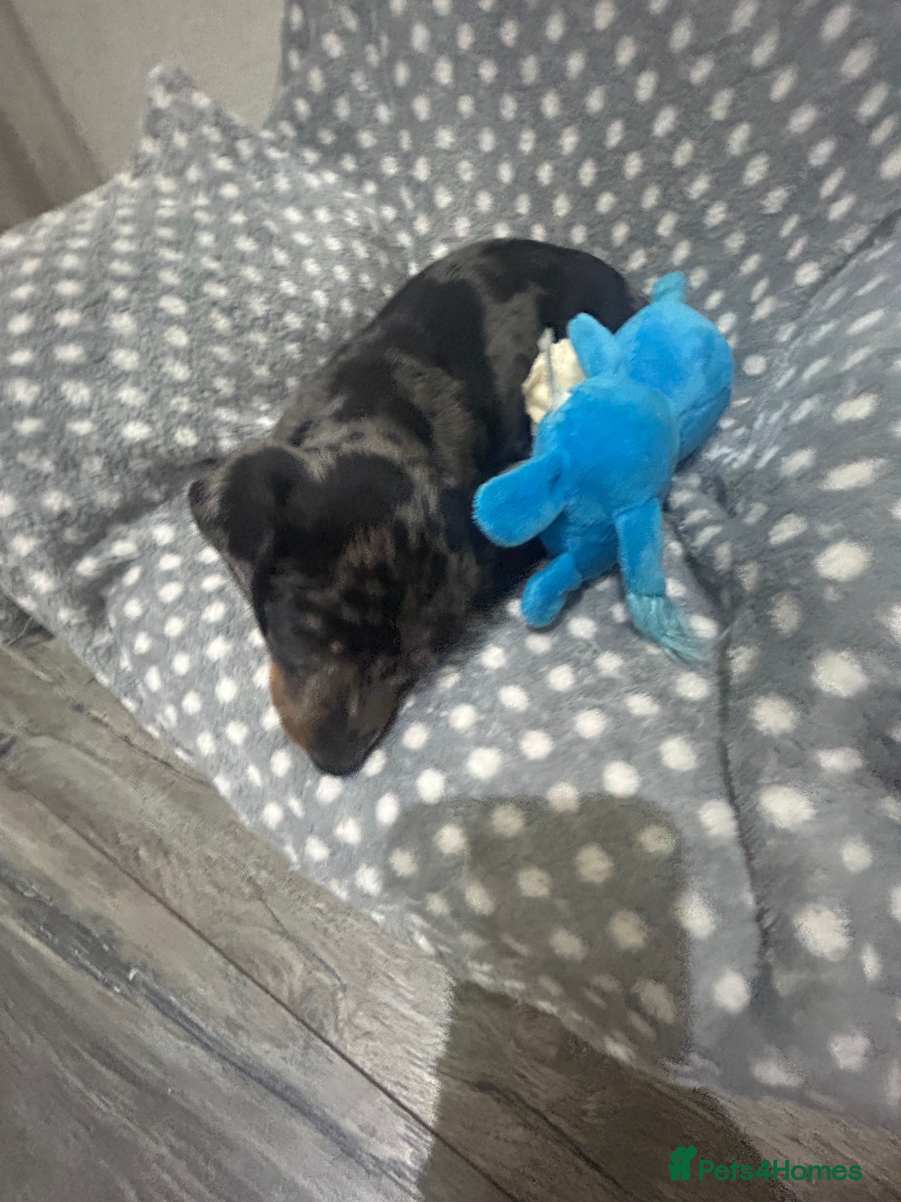 Dachshund dogs 1 adorable dachshund - Advert 1