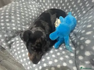 Dachshund dogs 1 adorable dachshund - Advert 1