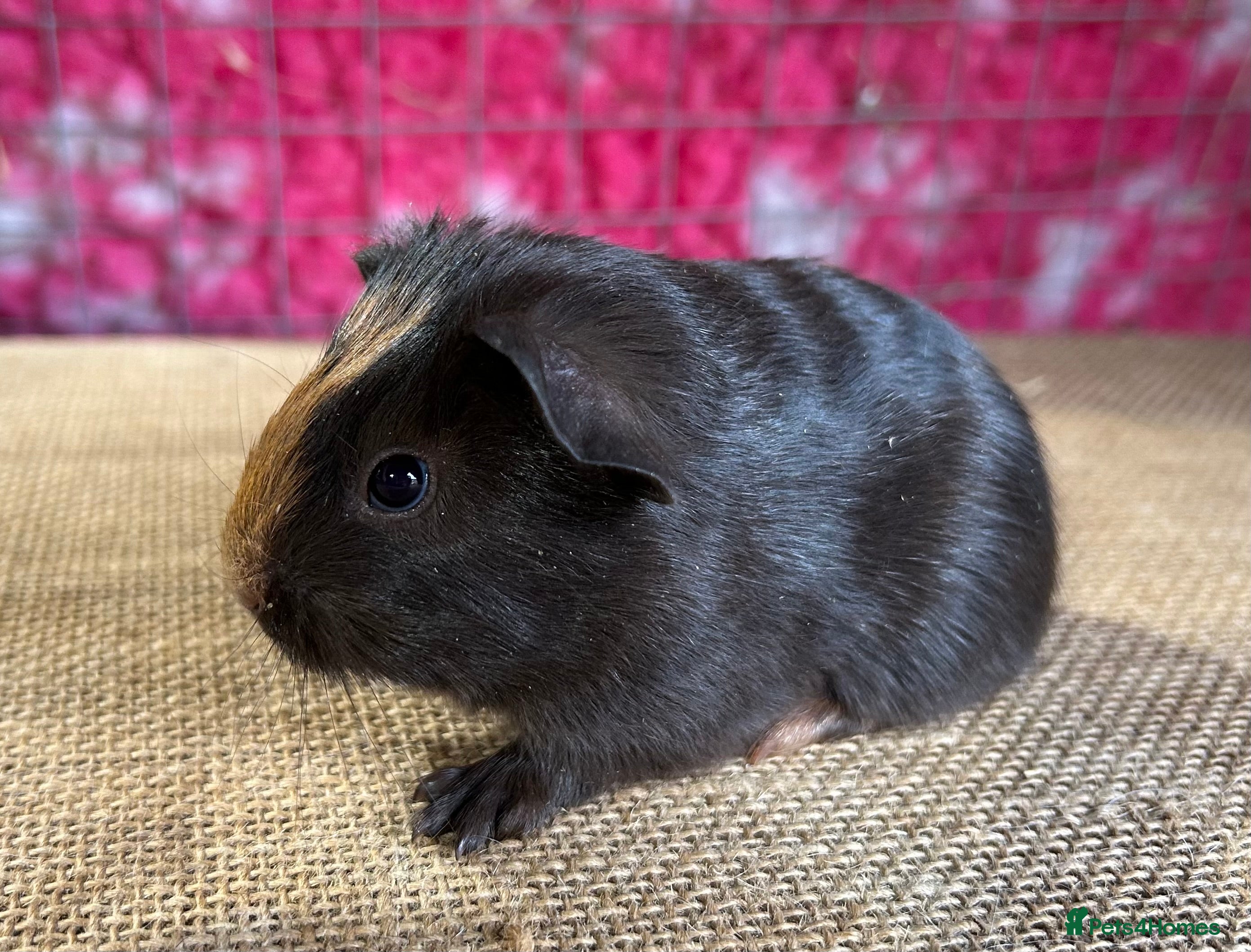 Guinea Pig rodents Guinea pigs mixed breeds 6 weeks old ready now - Advert 7