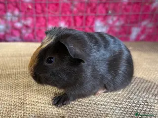 Guinea Pig rodents Guinea pigs mixed breeds 6 weeks old ready now - Advert 7
