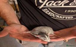 Rat rodents for sale: Adorable dumbo babies  - Image 5