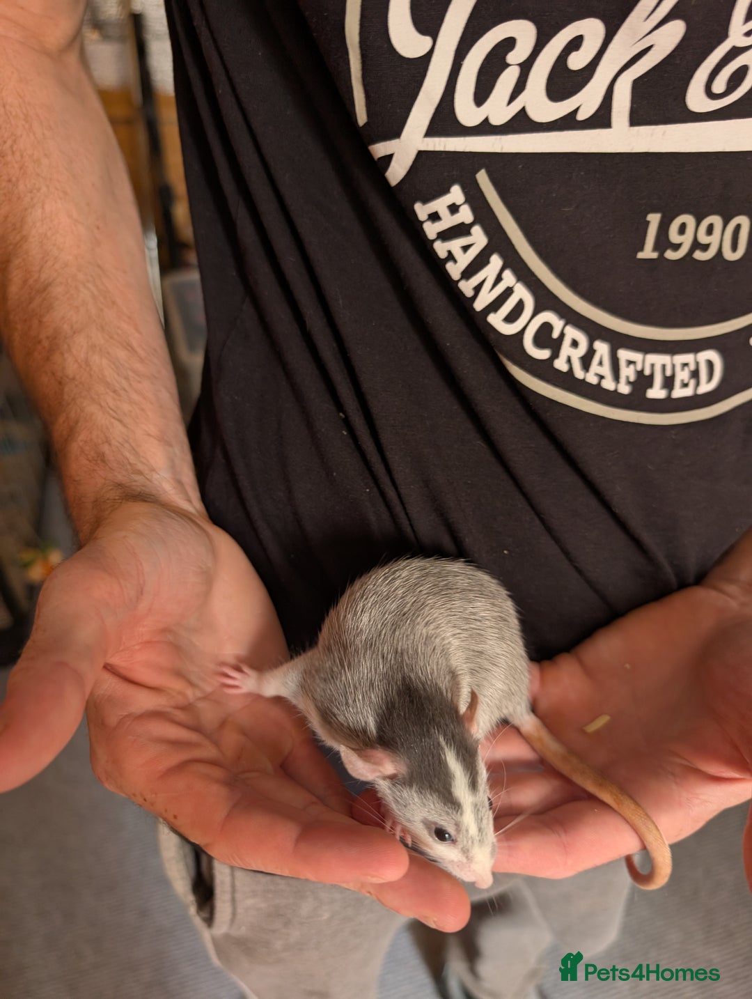 Rat rodents for sale: Adorable dumbo babies  - Image 5
