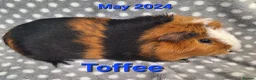 Guinea Pig rodents for sale: Guinea pigs looking for forever homes  - Advert 8