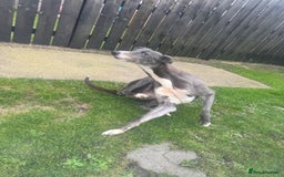Lurcher dogs for sale: Lurches for sale  - Image 6