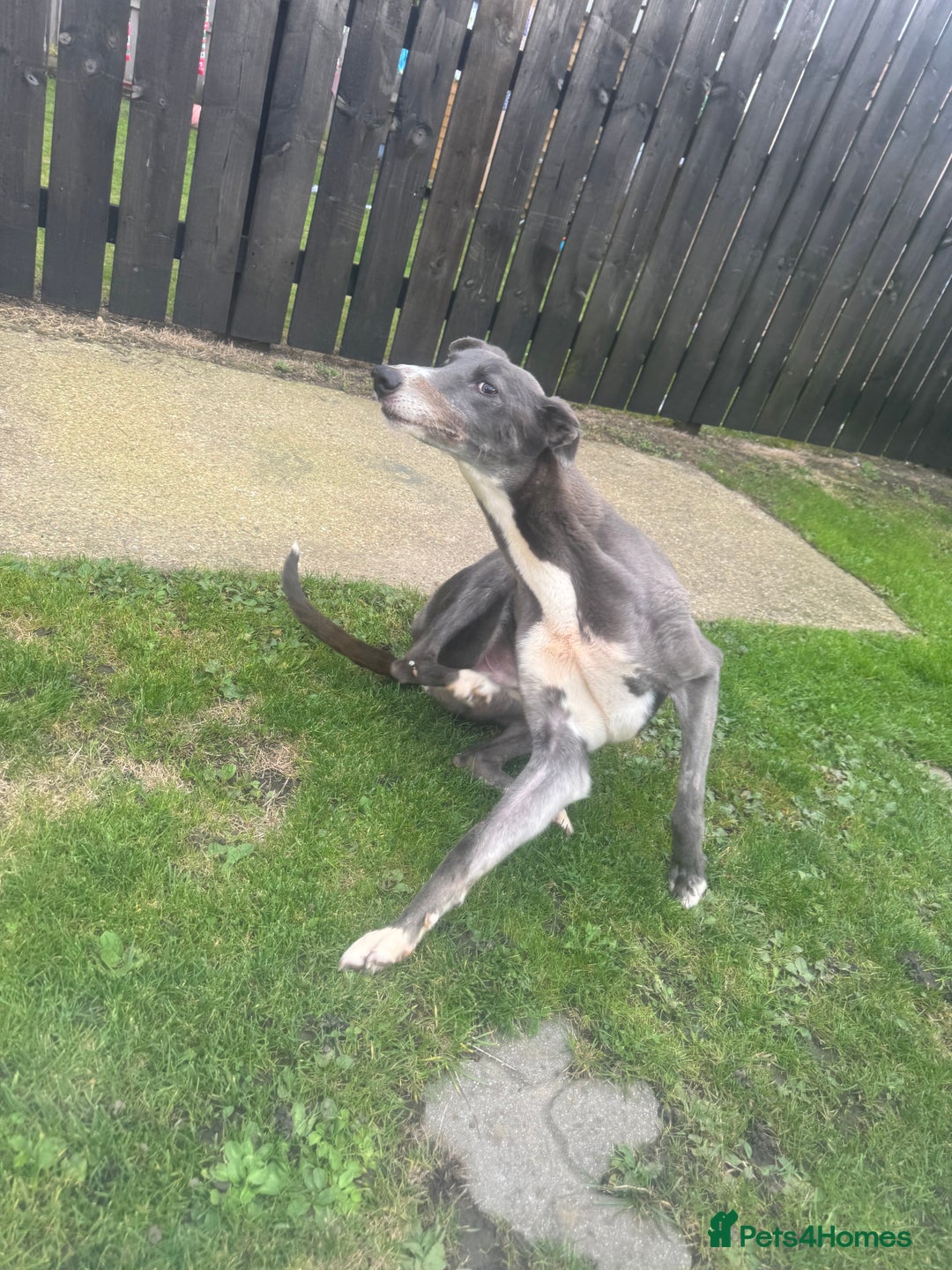 Lurcher dogs for sale: Lurches for sale  - Image 6