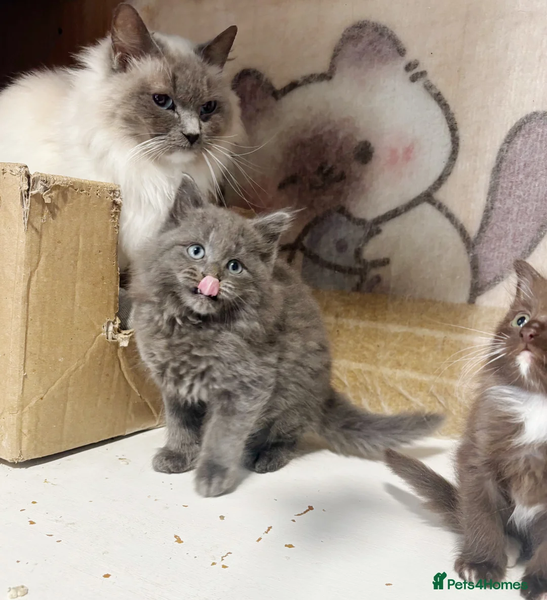 British Longhair cats for sale: Playful and beautiful kittens - Advert 11