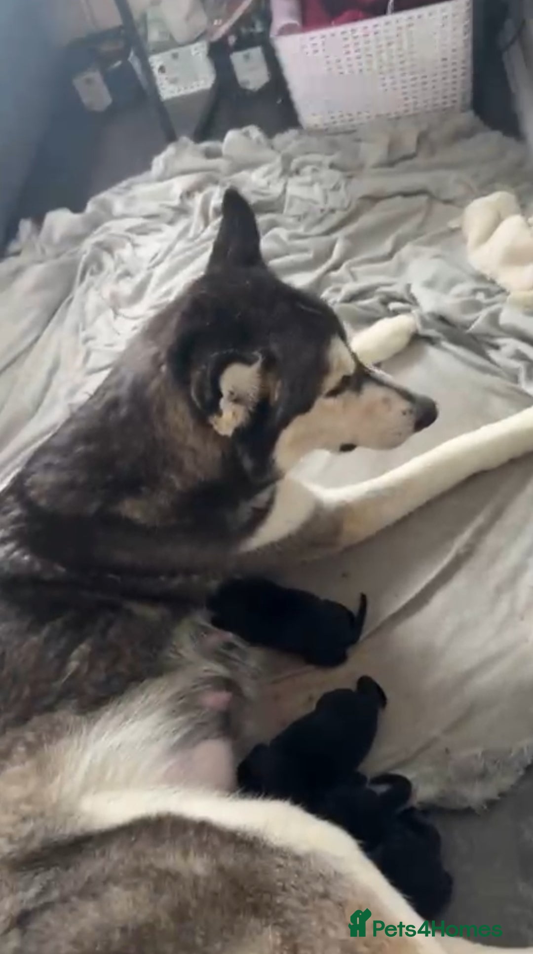 Mixed Breed dogs for sale: 10 RARE hybrid huskypoo’s!!! - Image 23