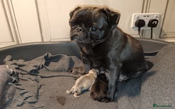 Pug dogs for sale: PEDIGREE PUG PUPPIES  - Advert 13