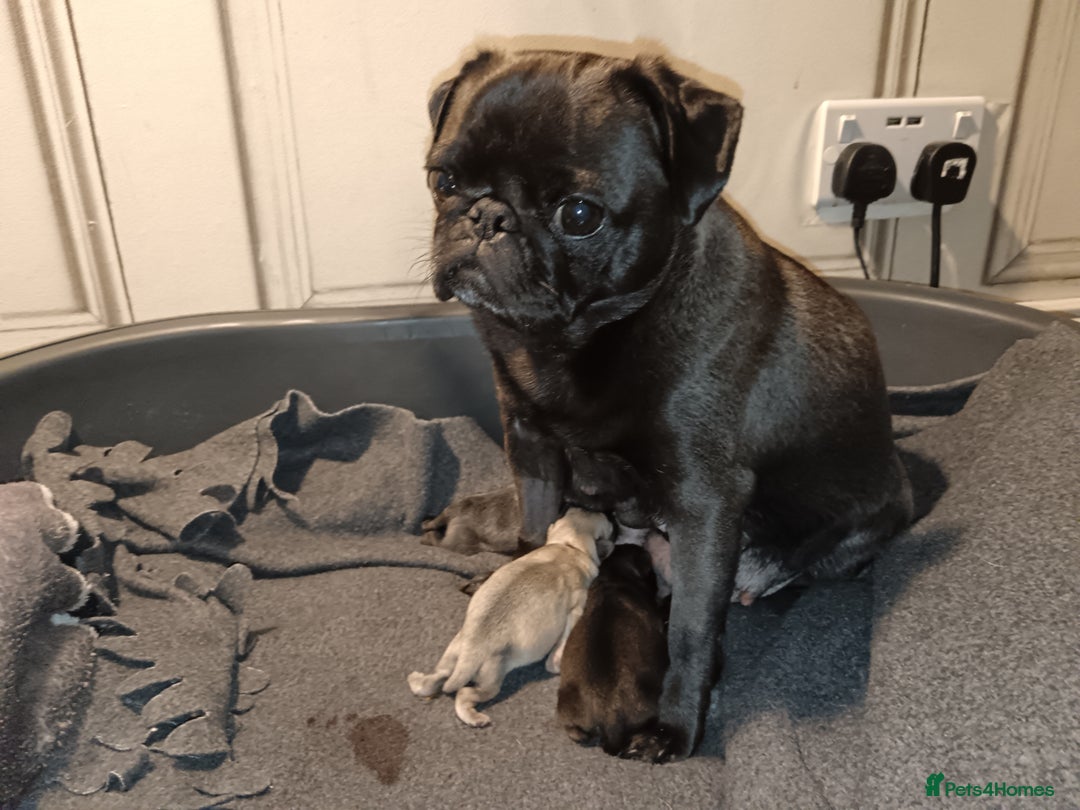 Pug dogs for sale: PEDIGREE PUG PUPPIES  - Advert 13