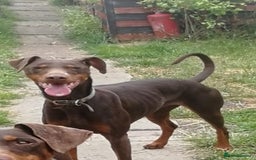 Dobermann dogs for sale: Doberman for sale ready now  - Image 5