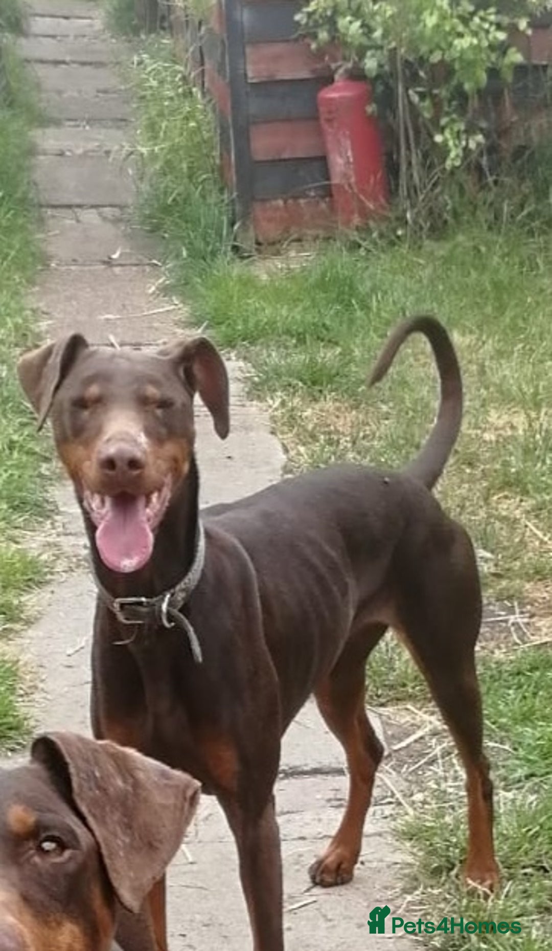 Dobermann dogs for sale: Doberman for sale ready now  - Image 5