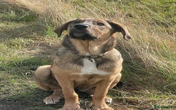 Mixed Breed dogs for sale: Belgian Malinois / Turkish Kangal / Cane Corso - Image 12