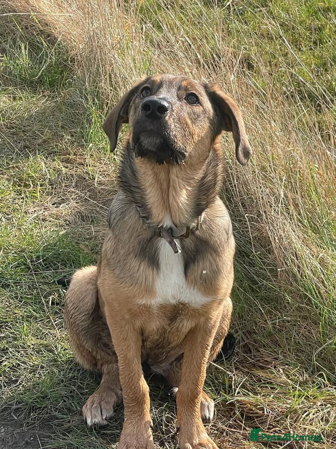 Mixed Breed dogs for sale: Belgian Malinois / Turkish Kangal / Cane Corso - Image 12