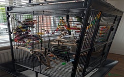 Ringnecks birds for sale: Hand reared ringneck - Image 14