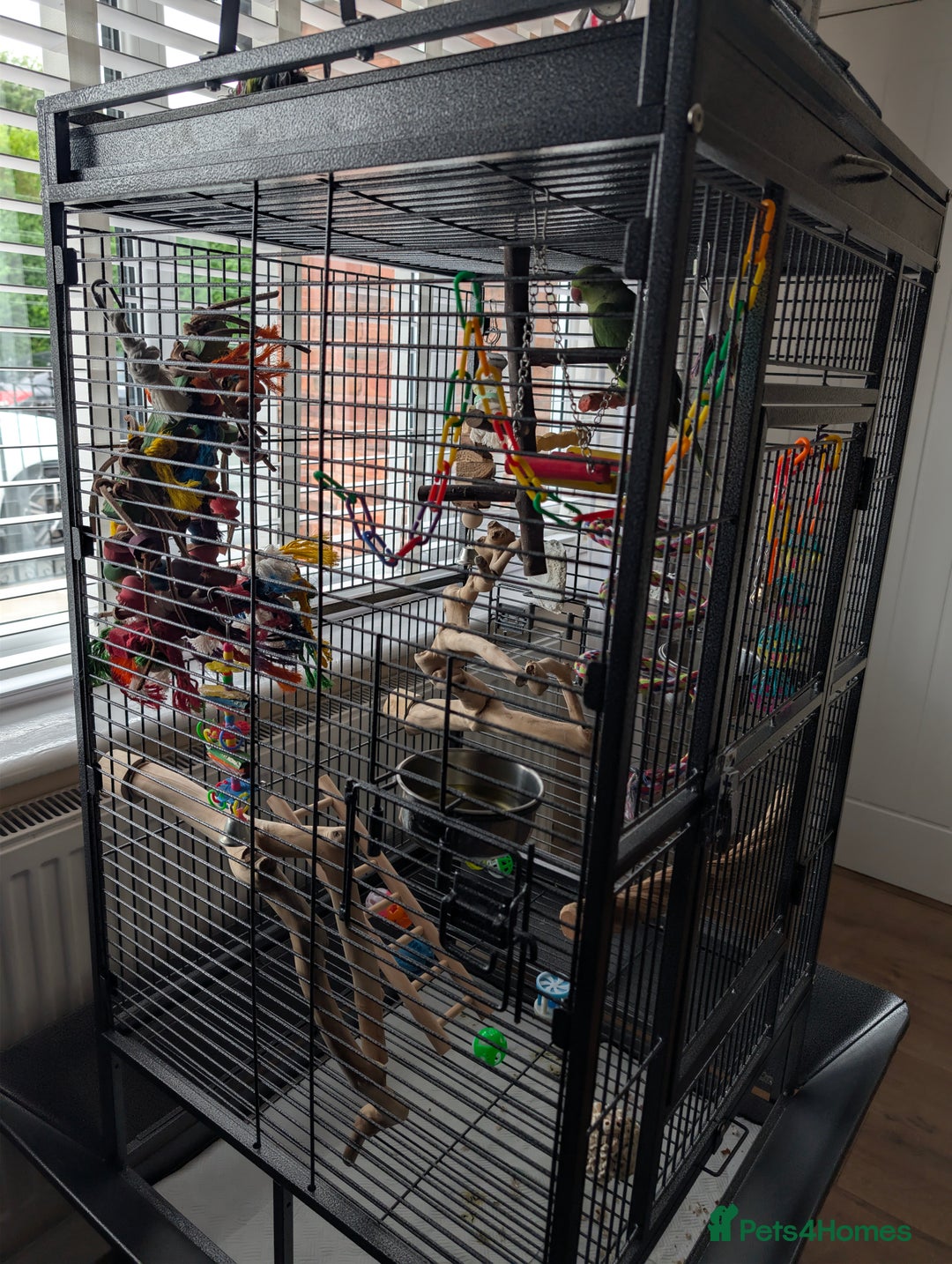 Ringnecks birds for sale: Hand reared ringneck - Image 14