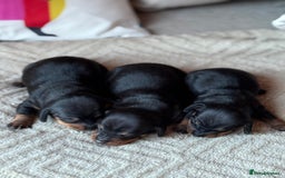 Miniature Dachshund dogs for sale: KC REGISTERED MINIATURE DACHSHUND PUPS - Image 2