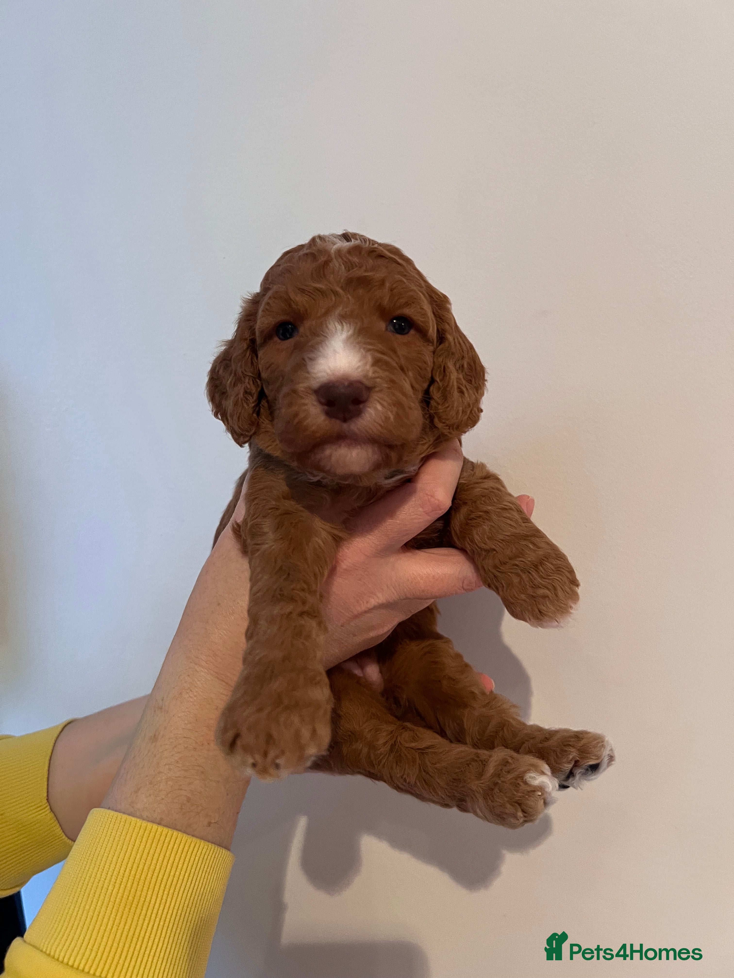 Cockapoo dogs F1B Cockapoo puppies - Advert 15