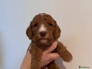 Cockapoo dogs F1B Cockapoo puppies - Advert 15