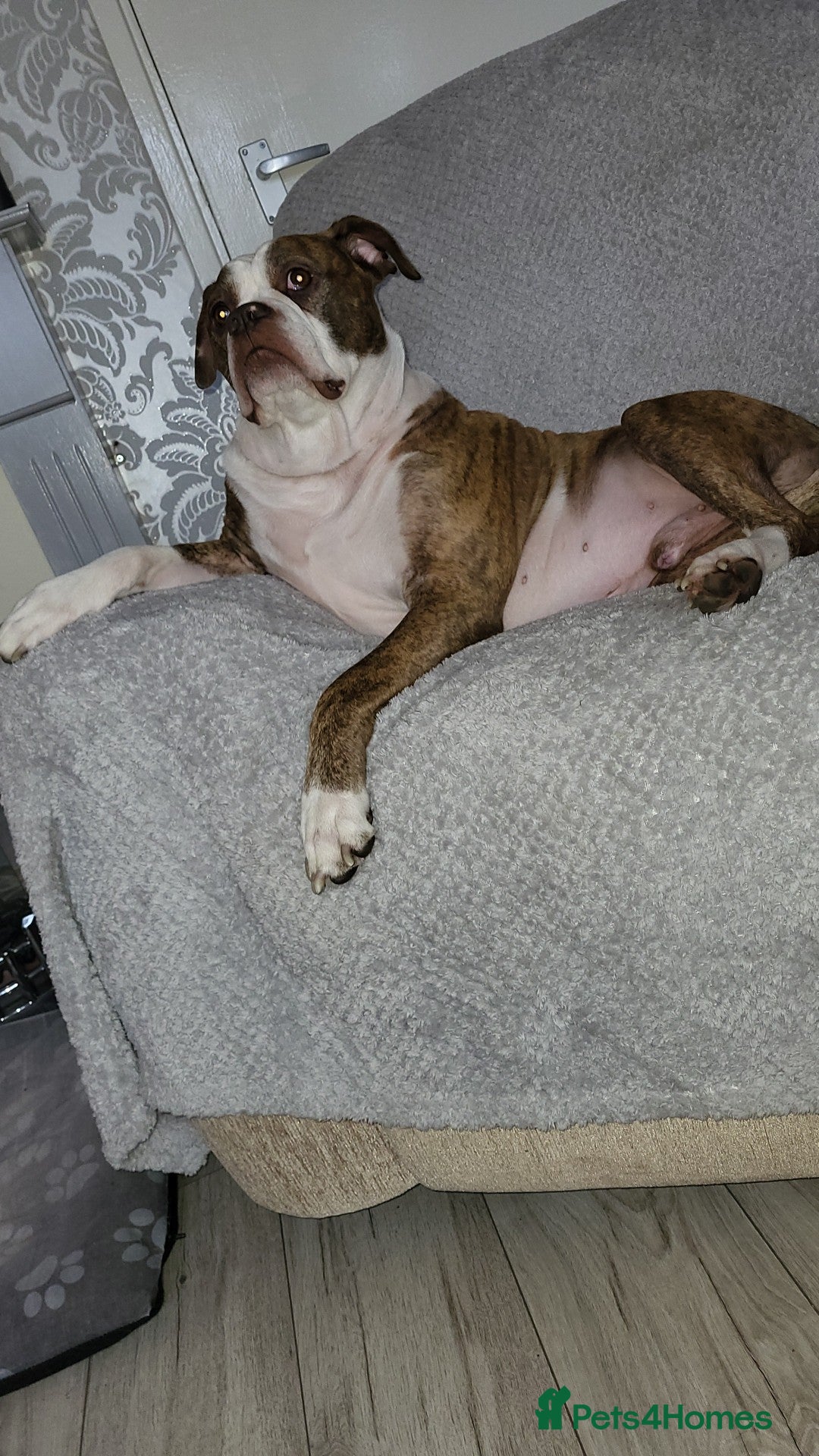 American Bulldog dogs for sale: American bulldog puppies  in Walsall - Advert 8