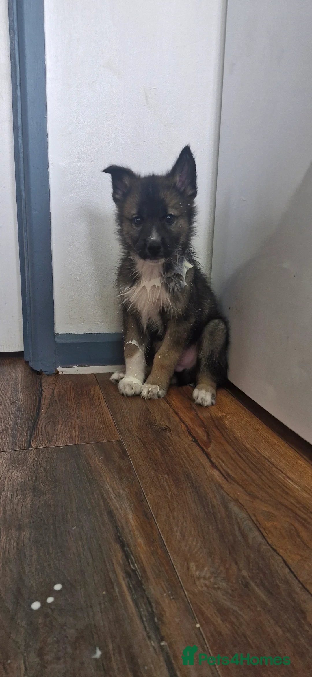 Mixed Breed dogs for sale: German sheperd Malamute  - Advert 33