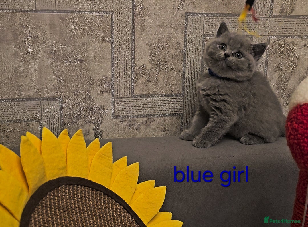 British Shorthair cats for sale: British Shorthair kitten's, GCCF pedigree - Advert 23
