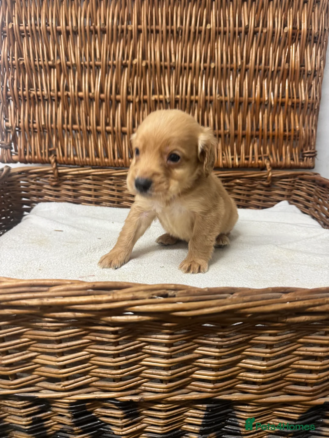 Cocker Spaniel dogs for sale: Fully DNA health tested cocker spaniel puppies - Advert 18