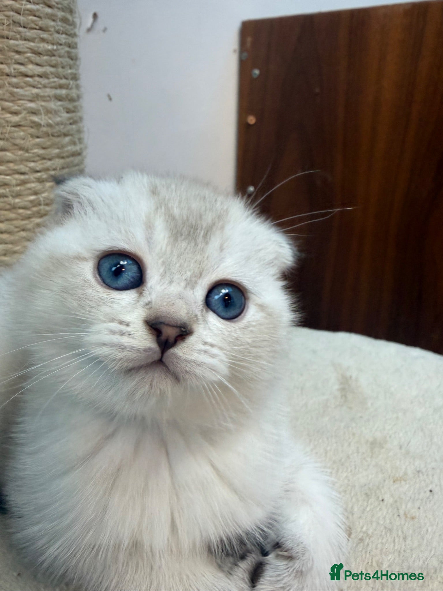 Scottish Fold cats Tawny and Smoke Scottish Fold/Straight Kittens - Advert 4