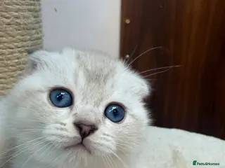 Scottish Fold cats Tawny and Smoke Scottish Fold/Straight Kittens - Advert 4