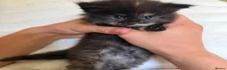 Maine Coon cats for sale: XL MAINE COON KITTENS UNIQUE COLOUR XL BLOODLINE - Advert 22